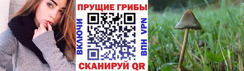 Псилоцибиновые грибы Psilocybe  Евпатория 